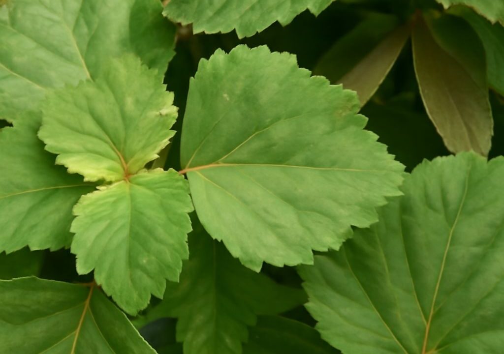 Patchouli leaves and essential oil