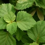 Patchouli leaves and essential oil