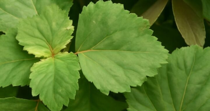 Patchouli leaves and essential oil